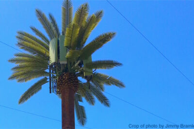 Photo of cell phone tower disguised as a palm tree.