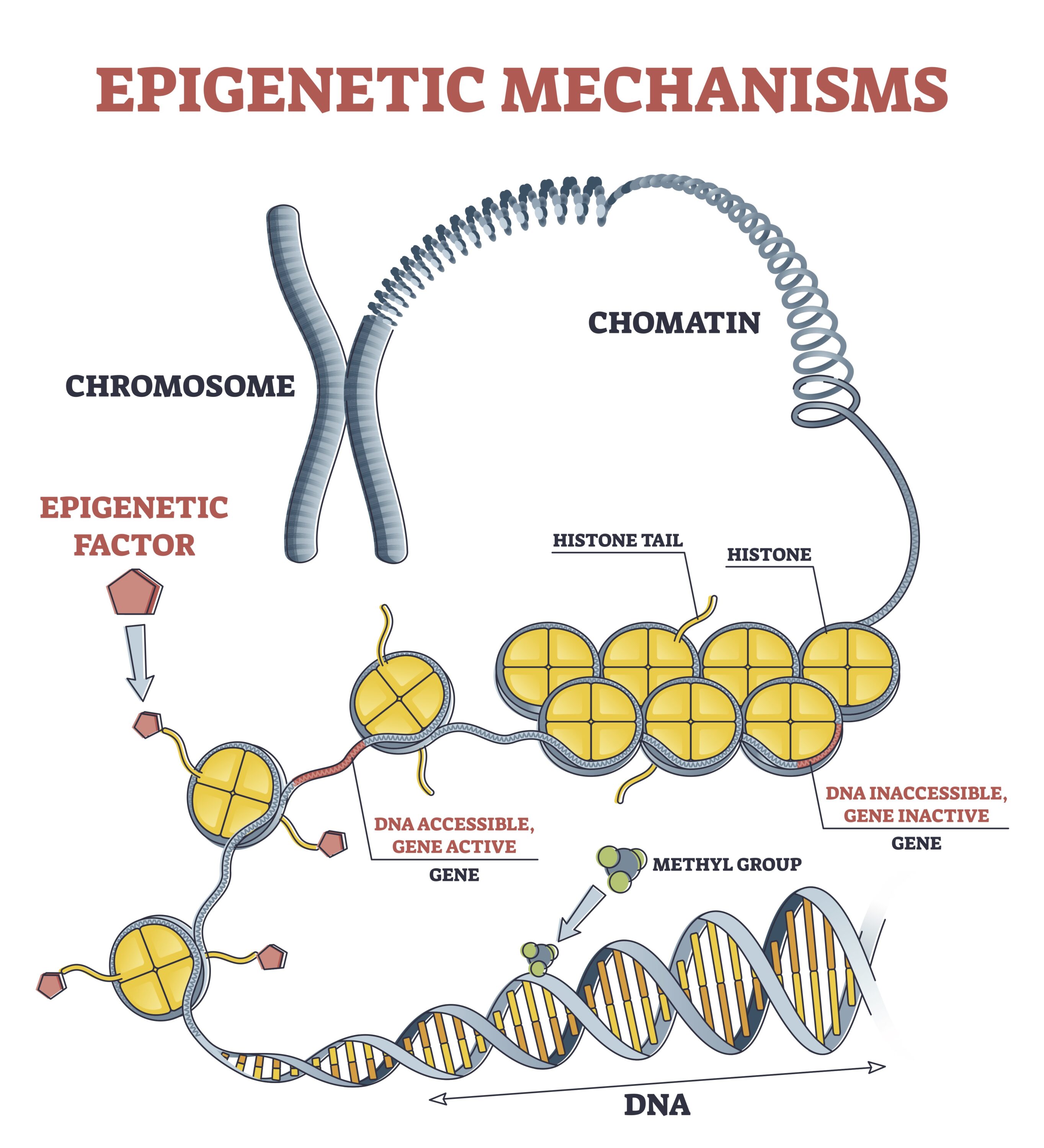 A diagram of Epigenetic mechanisms as DNA acid gene protein expression.